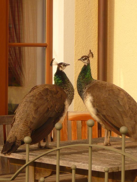 Appartements Ferienwohnungen Alpenblick Faistenau Bagian luar foto